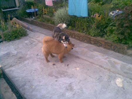 Прикачена снимка
