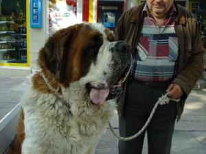 Прикачена снимка
