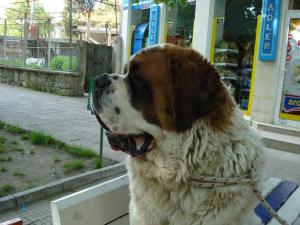 Прикачена снимка