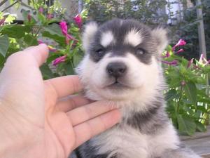 Прикачена снимка