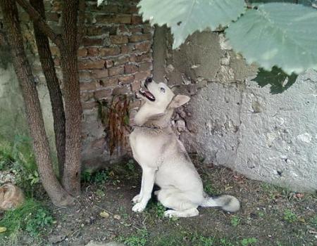 Прикачена снимка