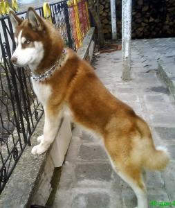 Прикачена снимка
