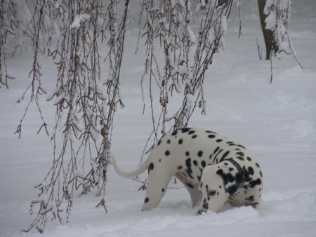 Прикачена снимка
