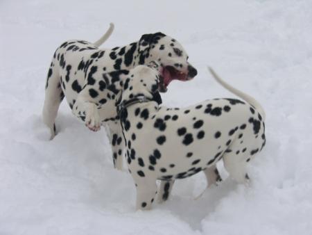 Прикачена снимка