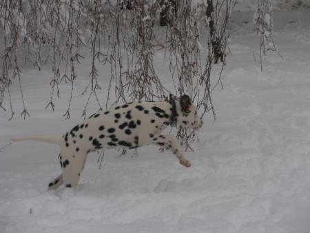 Прикачена снимка