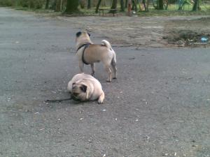 Прикачена снимка