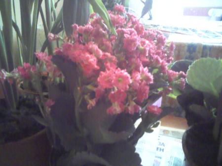 Прикачена снимка