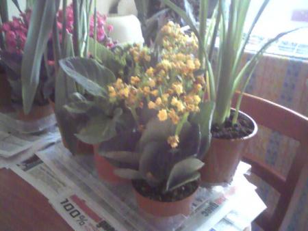 Прикачена снимка