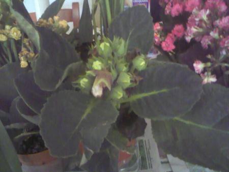 Прикачена снимка