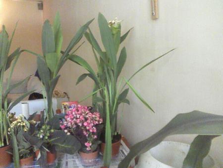 Прикачена снимка