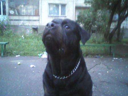 Прикачена снимка