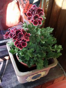 Прикачена снимка