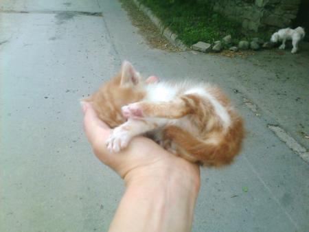 Прикачена снимка