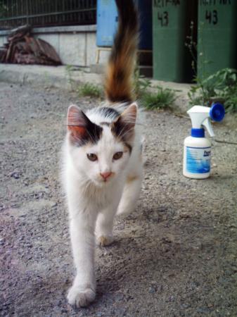 Прикачена снимка