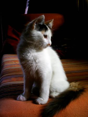 Прикачена снимка