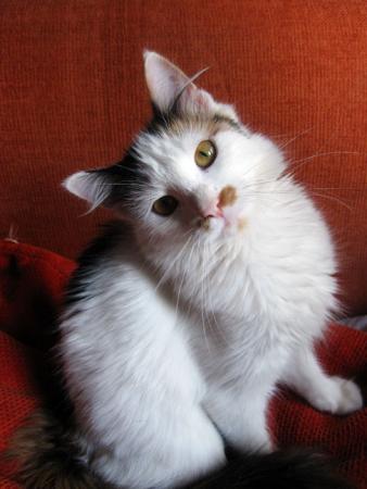 Прикачена снимка