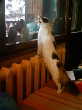 Прикачена снимка