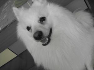 Прикачена снимка