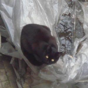 Прикачена снимка