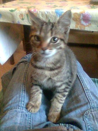 Прикачена снимка