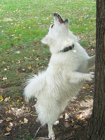 Прикачена снимка