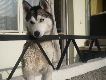 Прикачена снимка