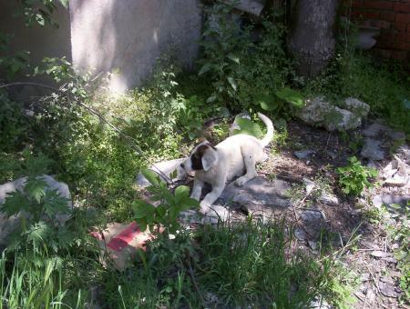 Прикачена снимка