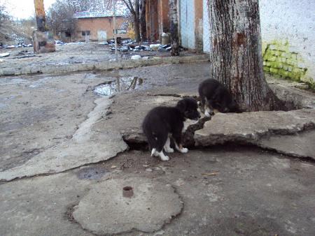 Прикачена снимка