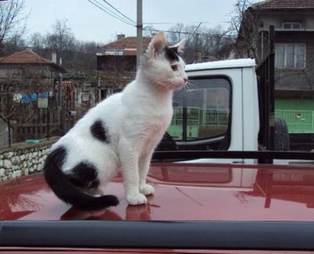 Прикачена снимка