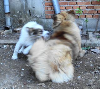 Прикачена снимка
