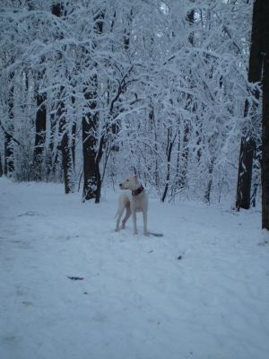 Прикачена снимка