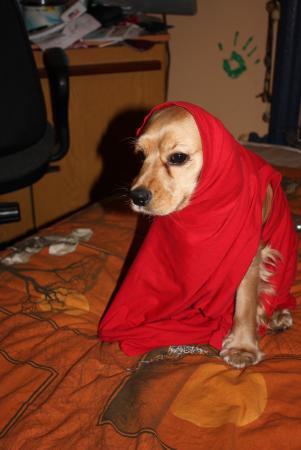 Прикачена снимка