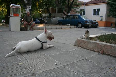 Прикачена снимка