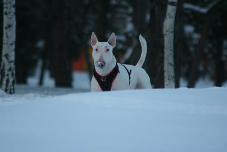 Прикачена снимка