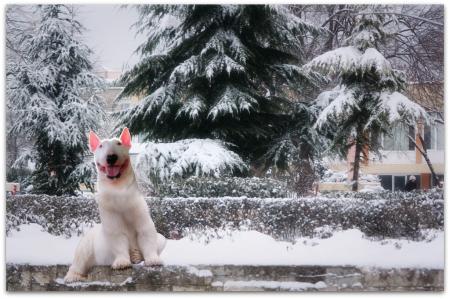 Прикачена снимка