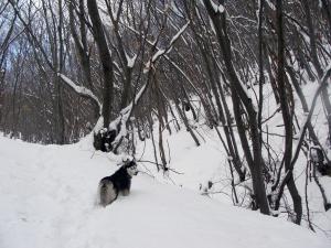 Прикачена снимка