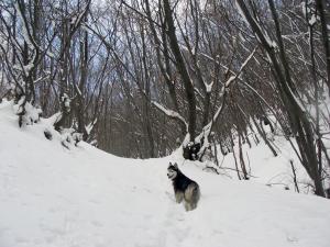 Прикачена снимка