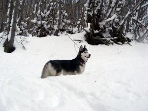 Прикачена снимка