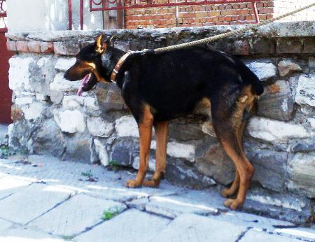 Прикачена снимка