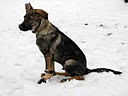 Прикачена снимка