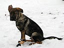 Прикачена снимка