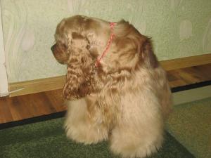 Прикачена снимка