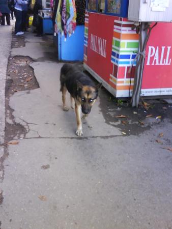 Прикачена снимка