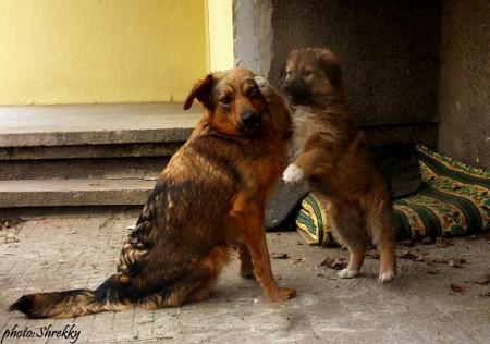 Прикачена снимка