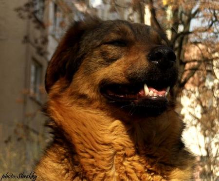 Прикачена снимка