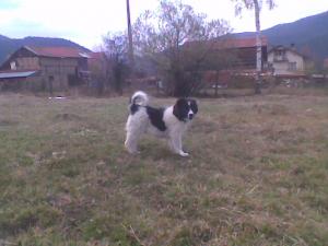 Прикачена снимка