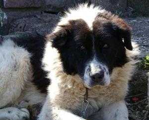 Прикачена снимка