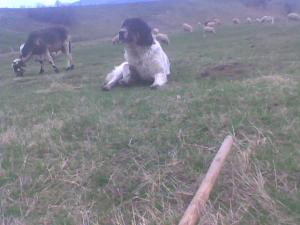 Прикачена снимка