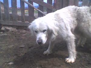 Прикачена снимка