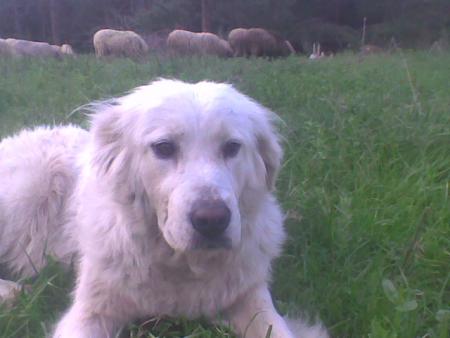 Прикачена снимка